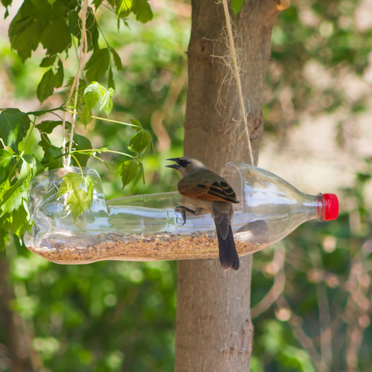 A bird perched on a bird feeder, made from a water bottle and filled with seeds, and hanging from a branch in a tree.