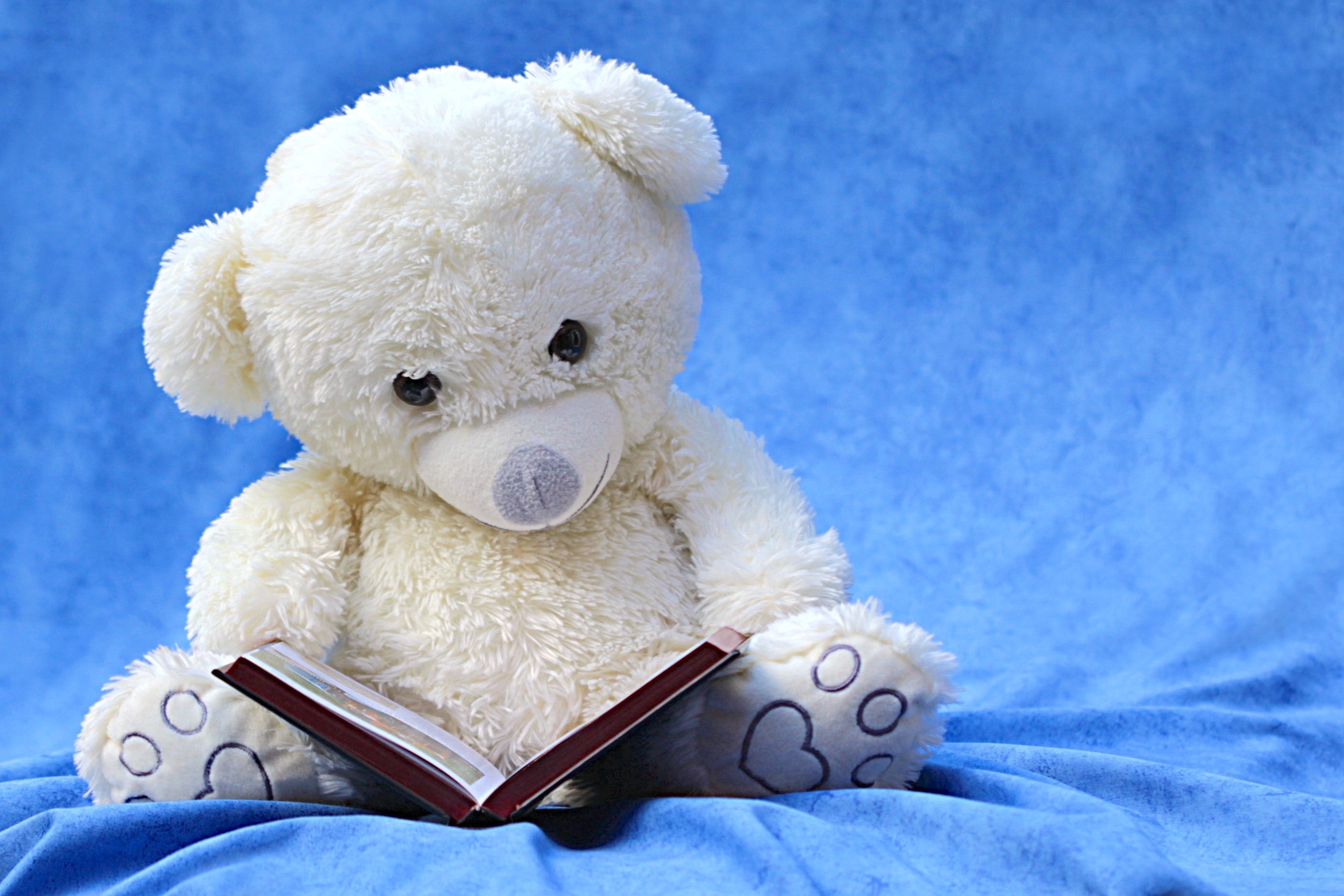 white teddy bear reading a book with a blue background