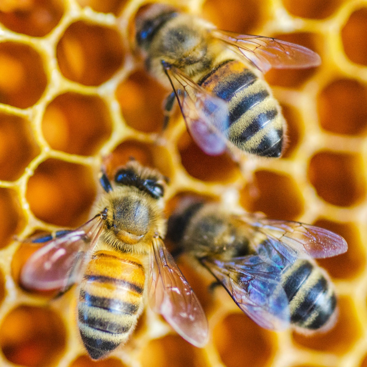 Bees on honeycomb.