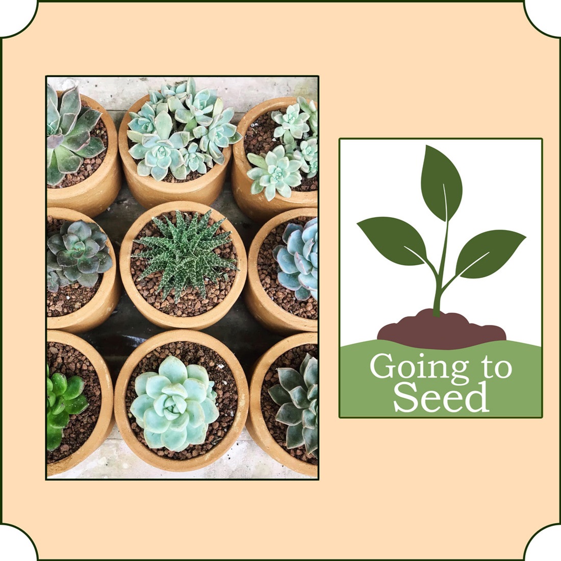 Potted succulents and our Going to Seed logo.