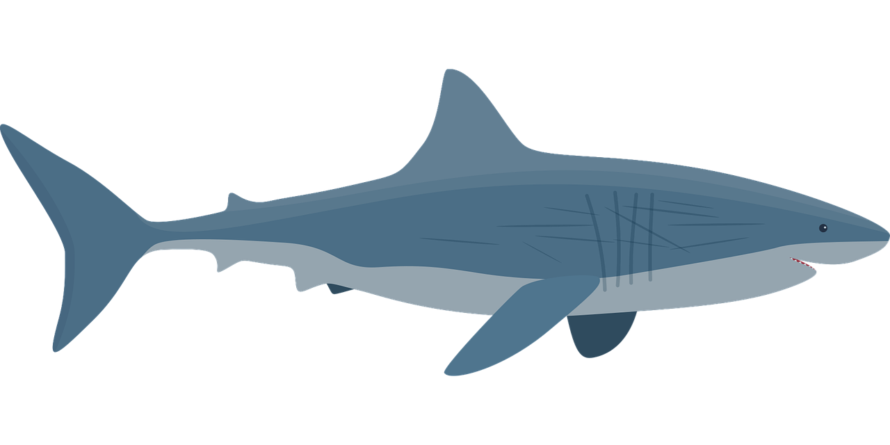 drawing of a Great White Shark