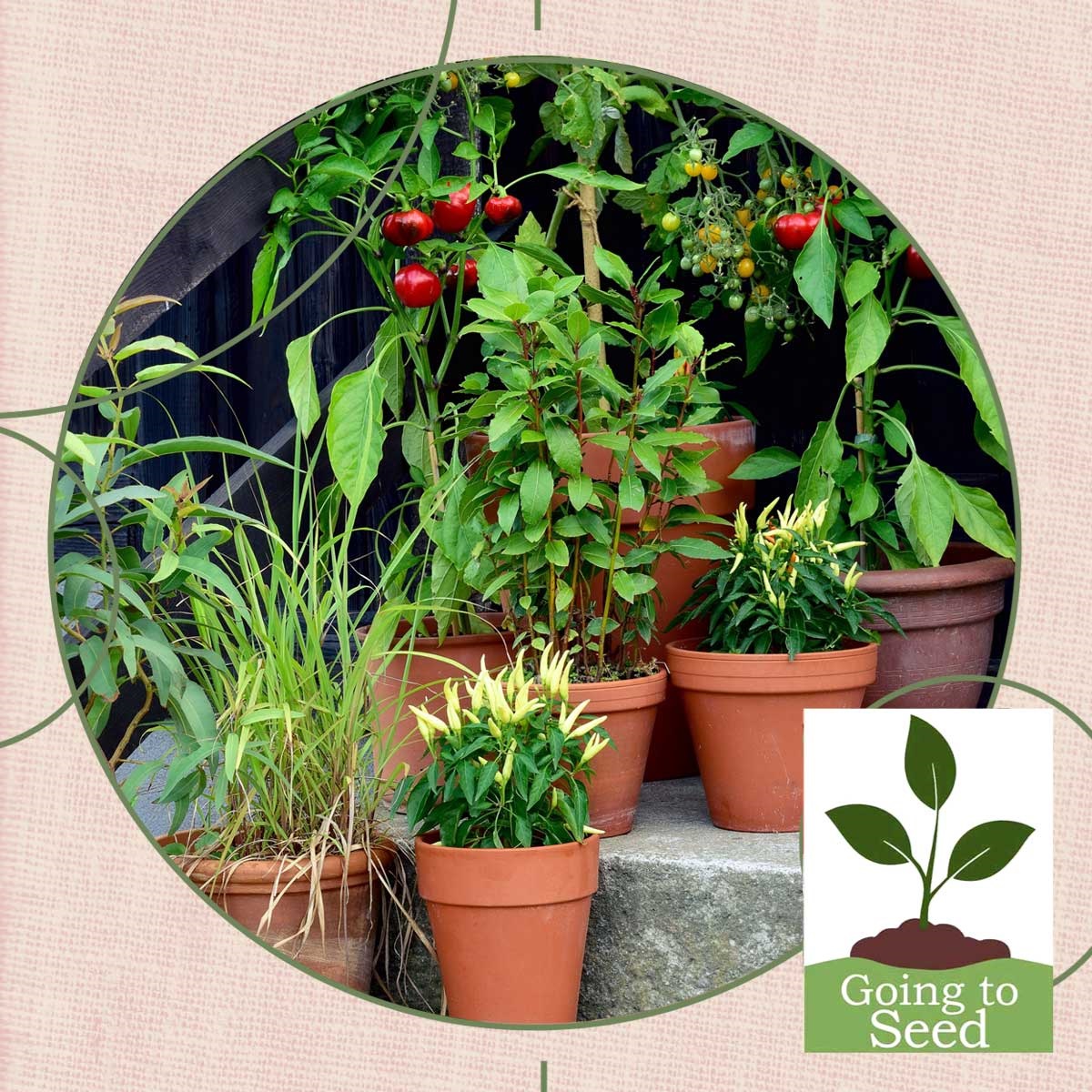 Image shows a number of plants in pots on cement steps.