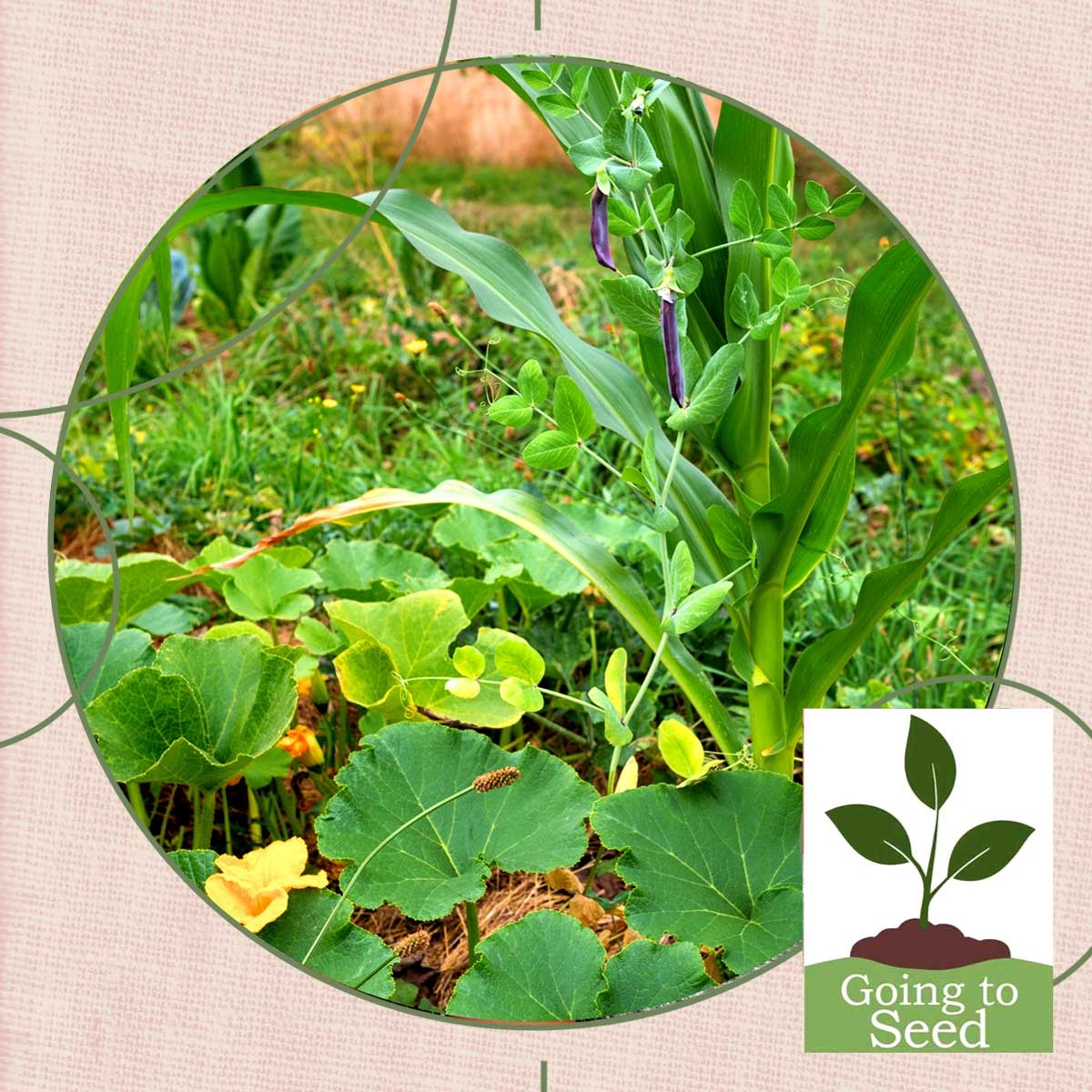 Picture shows a close up of a rich garden with a variety of vegetable plants in close proximity to each other.