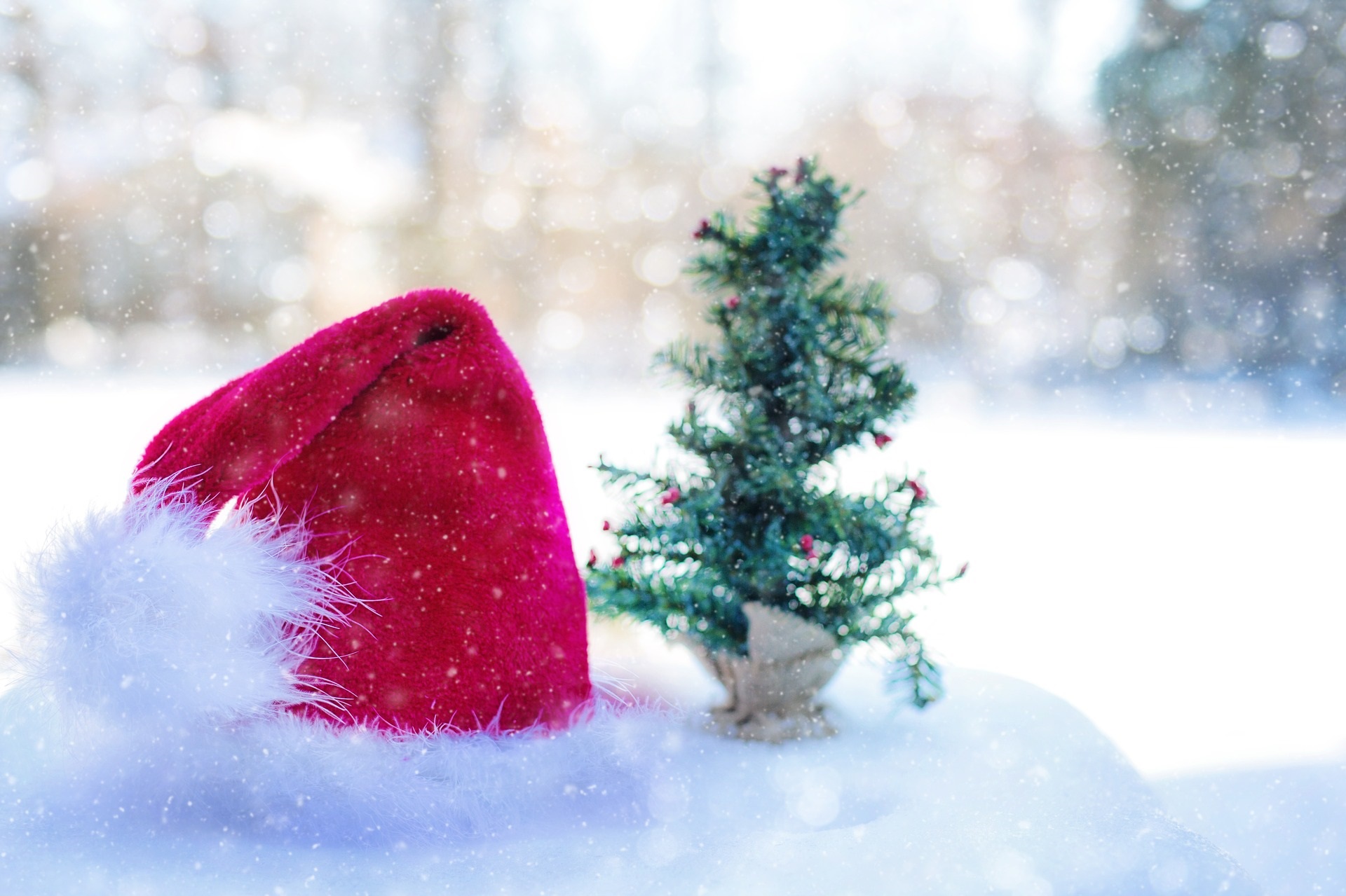 santa hat in snow with small green tree