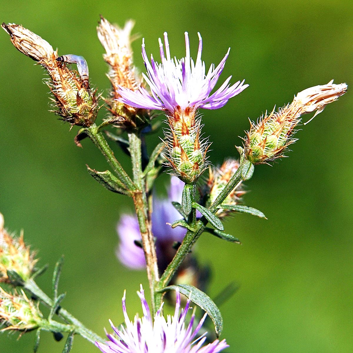 Image is a close-up of the purple bloom of knapweed.