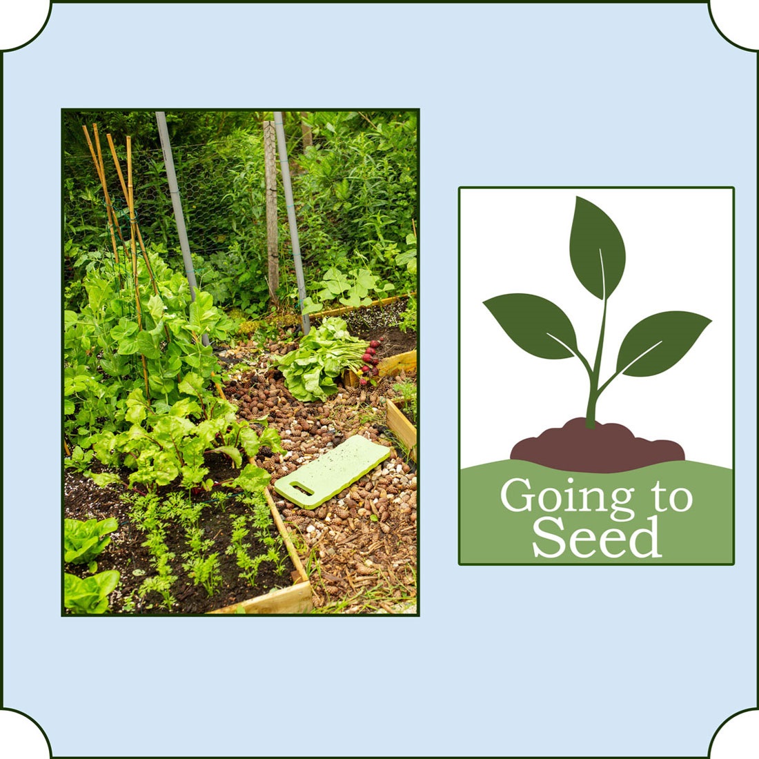 A container filled with thriving plants and our Going to Seed logo.