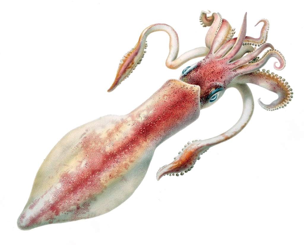 drawing of a Loligo forbesii (squid) 