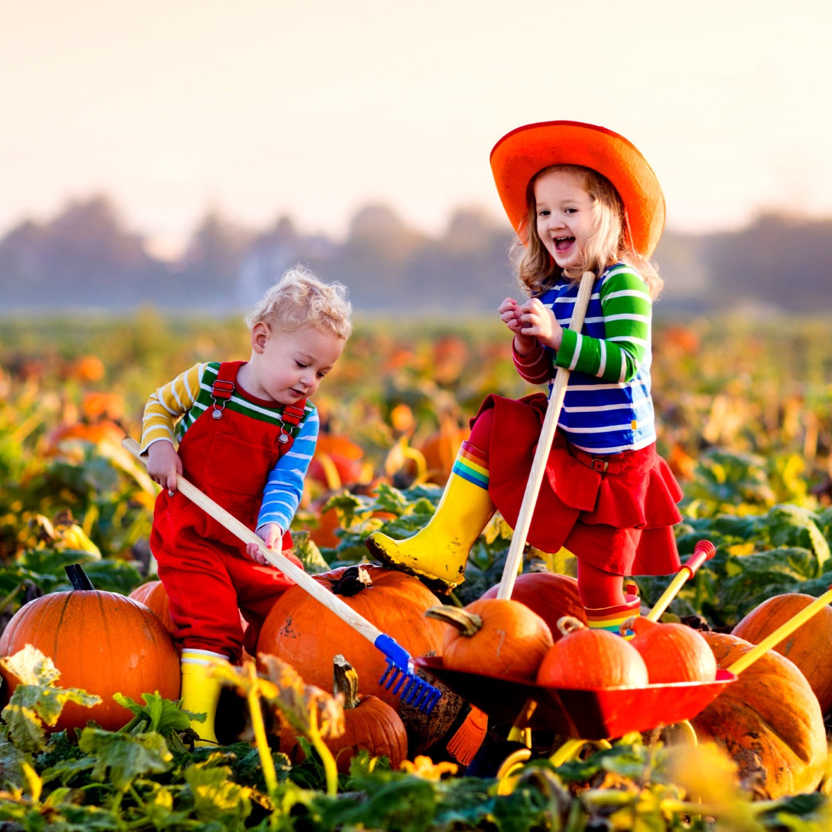 Kids playing in a pumpkin field