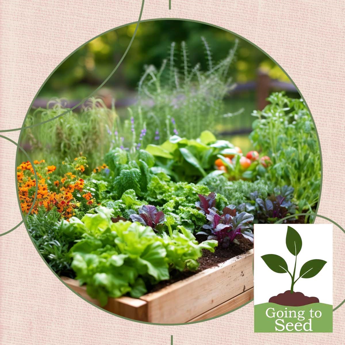 This image depicts a raised bed garden.  In the bottom right corner is the Going to Seed logo.