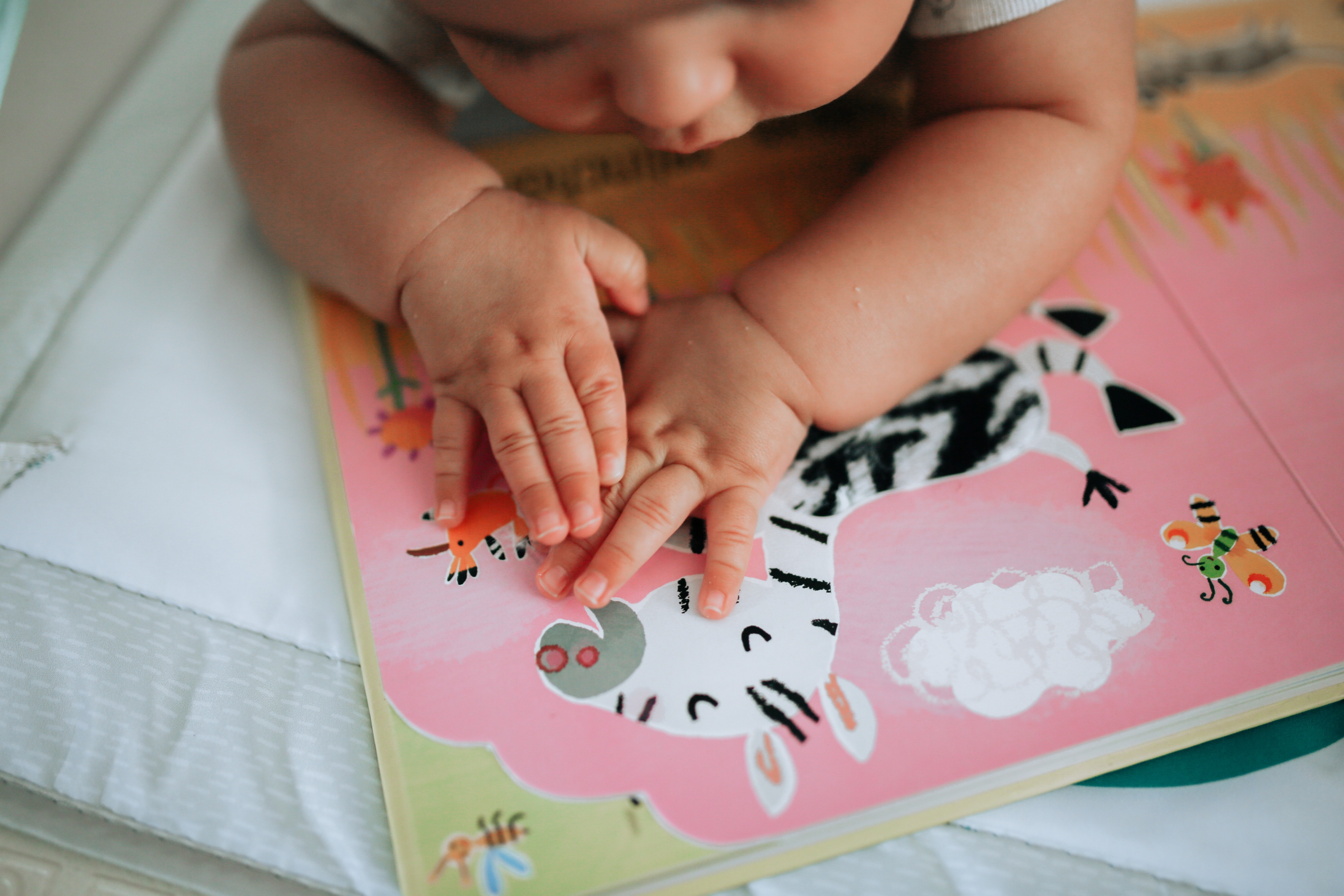baby face and hands touching a picture of a zebra
