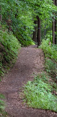 a paved trail leading into the forest at a slight incline.