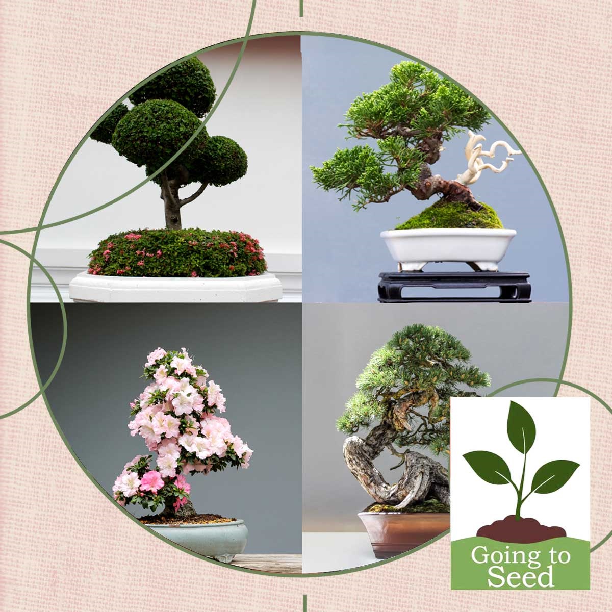 Various images of bonsai trees and the "Going to Seed" logo.
