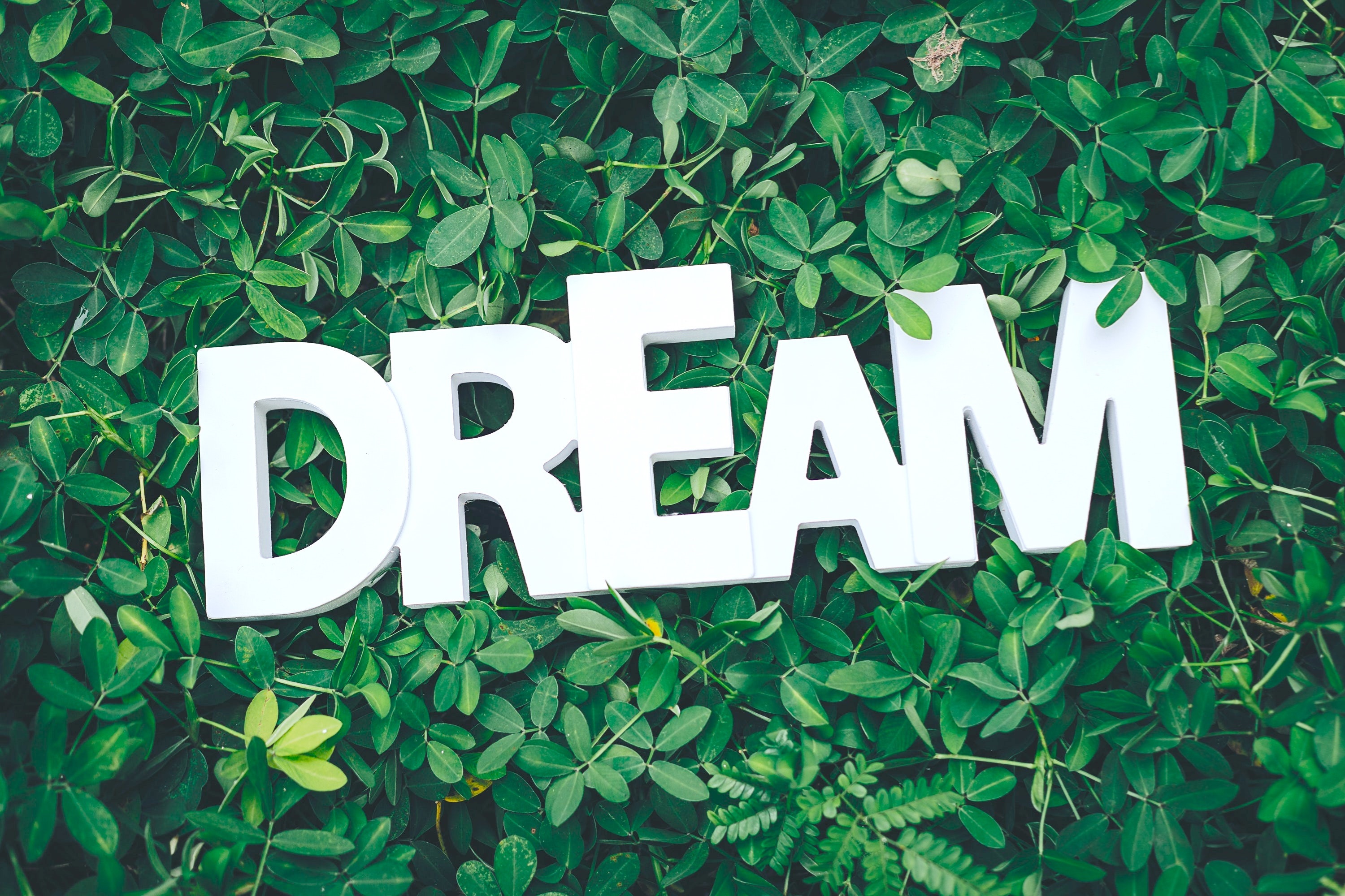 Dream Word on Green Leaves