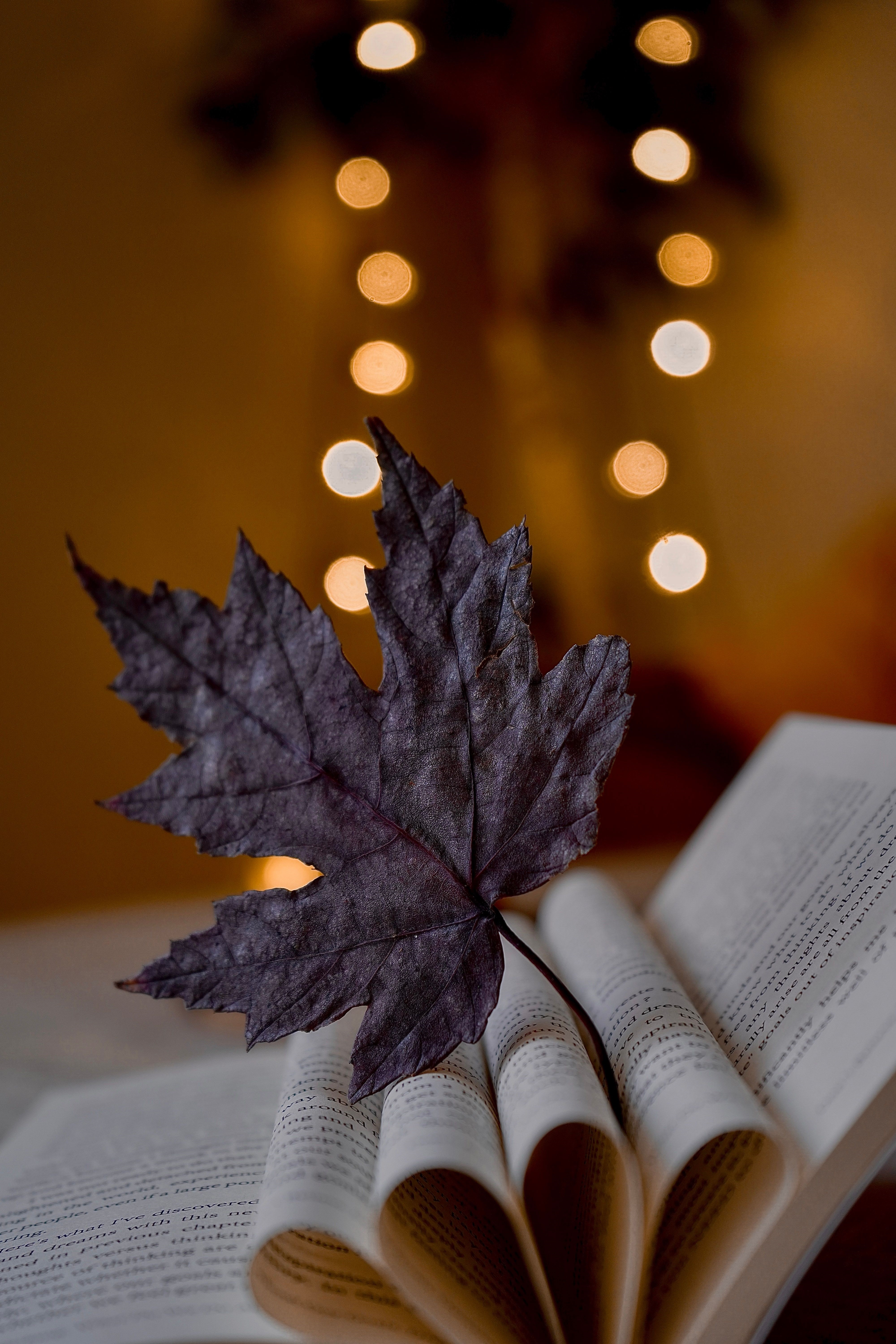 Maple Leaf on Open Book with Warm Bokeh Lights